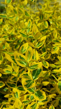 Euonymus fortunei "Emerald'n Gold" - (Gelbbunte Kriechspindel),